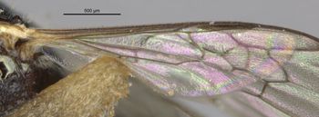 Media type: image;   Entomology 15814 Aspect: Wing hind